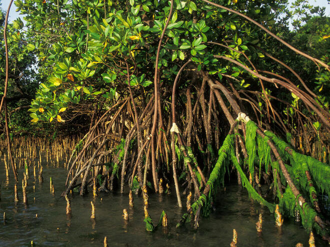 A mangrove forest with aerial roots emerging from the water 