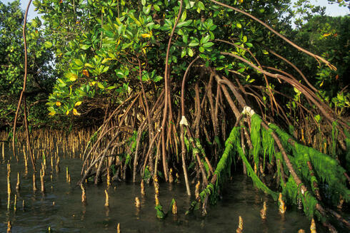A mangrove forest with aerial roots emerging from the water 