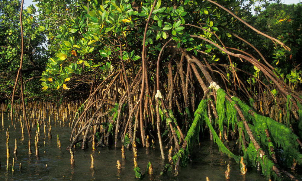 mangrove swamp plants