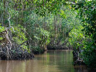A lush mangrove forest with a river winding through