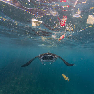 manta ray and plastic WW2122234 Vincent Kneefel