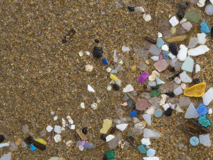 https://files.worldwildlife.org/wwfcmsprod/images/marine_microplastics_WW2122500_Alex_Hyde/blog_show/4jvywdpo7x_Medium_WW2122500.jpg