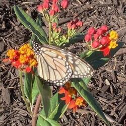 Gale planted milkweed plants to attract and sustain butterflies.