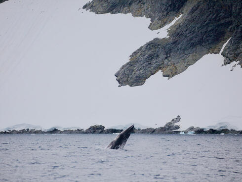 minke whale Antarctic