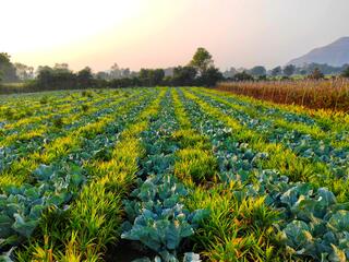 Alternating rows of planted cabbage flower and ginger plants creating a striped pattern of alternating shades of green