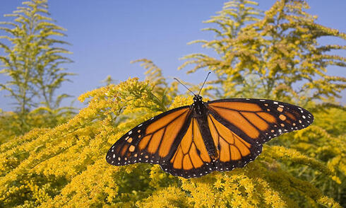 monarch butterfly on a flower