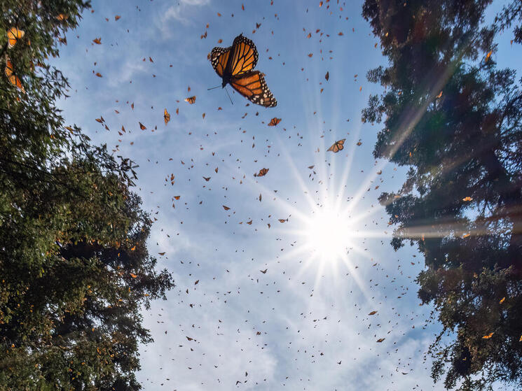 Monarch butterflies in the sky