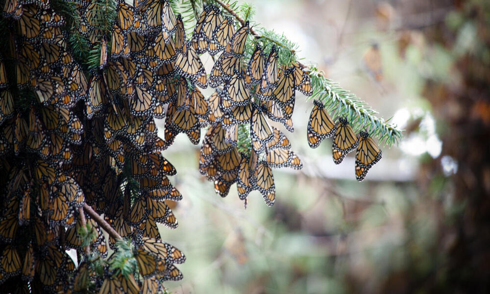 Monarch butteflies
