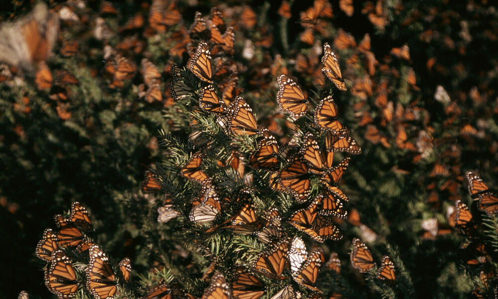 monarch butteflies
