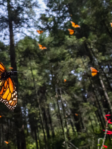 Monarch butterflies fly among trees in their wintering grounds in Mexico