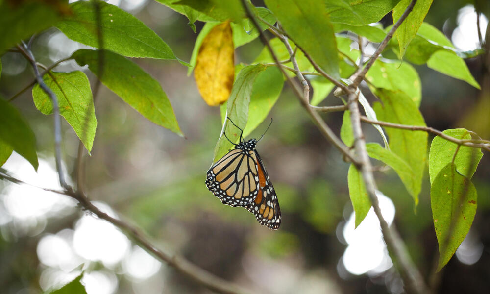 monarch butterfly in tree