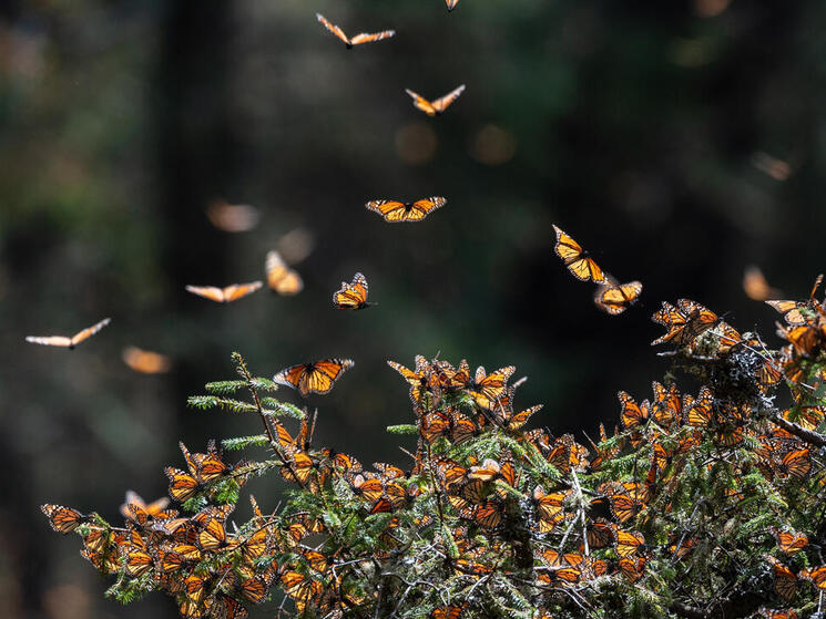 Dozens of monarch butterflies converge on a plant inside a butterfly reserve in Mexico