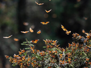 Dozens of monarch butterflies converge on a plant inside a butterfly reserve in Mexico