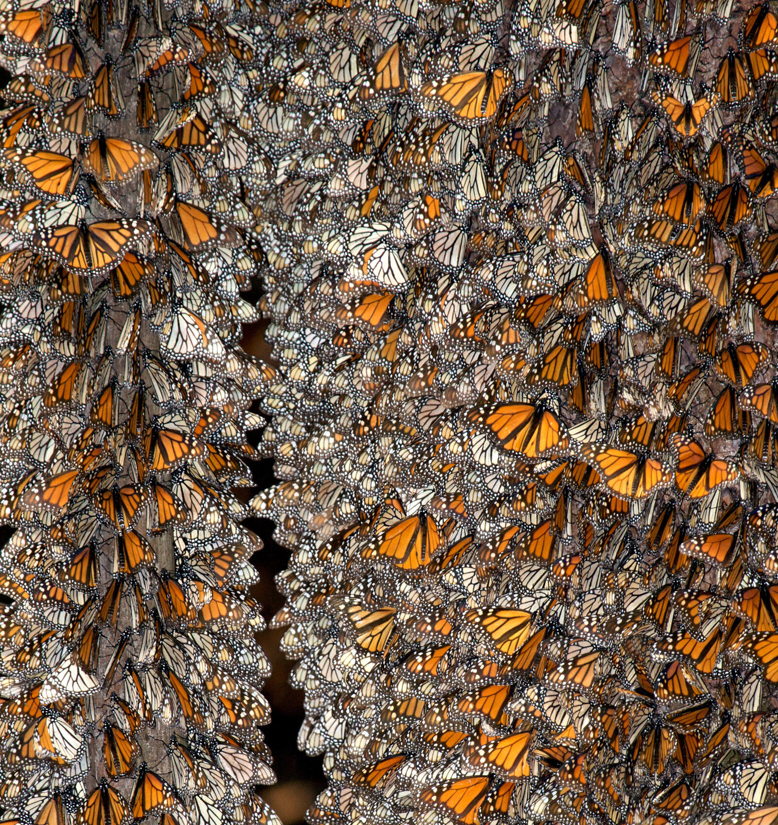 Discovering monarchs by the millions in Mexico's highlands Magazine