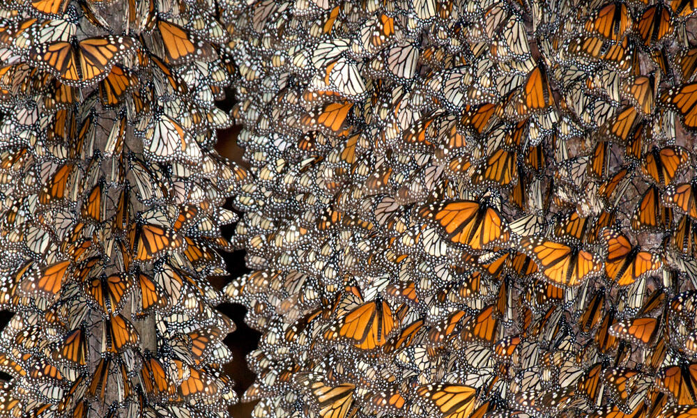 Discovering monarchs by the millions in Mexico's highlands | Magazine ...