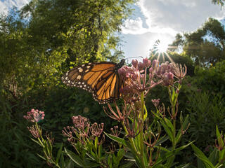 monarch on flower WW225154
