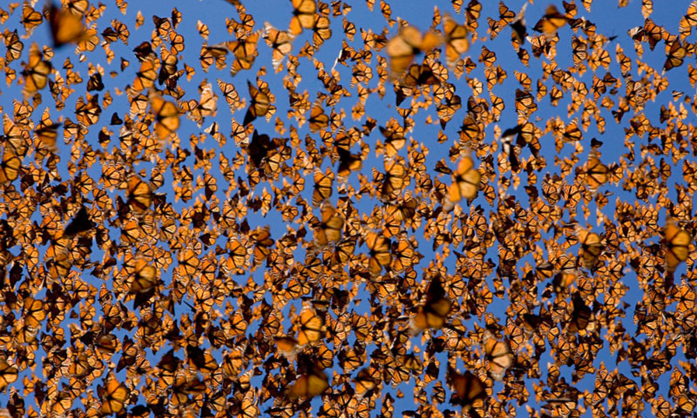 monarch butterfly forest mexico