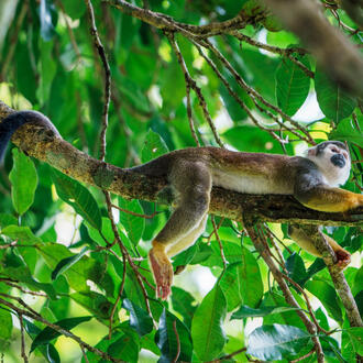 a monkey crawls along a tree branch in The Palora-Pastaza Corridor, Amazon, Ecuador