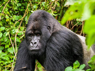 A mountain gorilla from the Varunda Massif