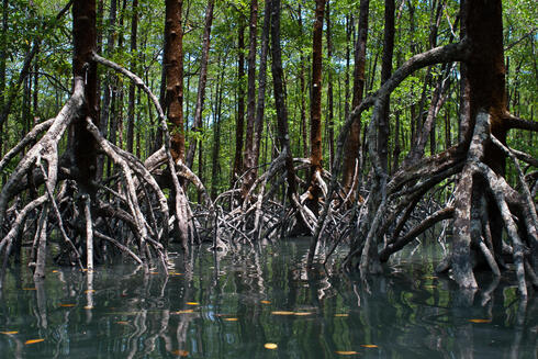 coastal mangroves