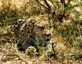 Leopard, Namibia