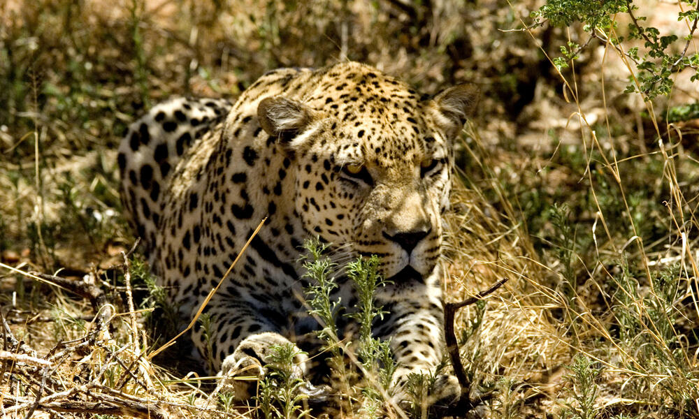 Leopard, Namibia