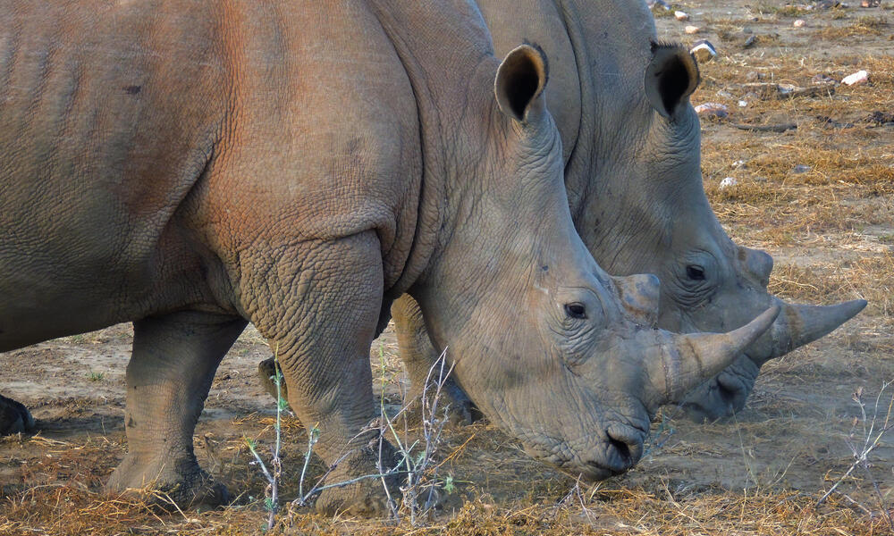 Rhinos in Namibia