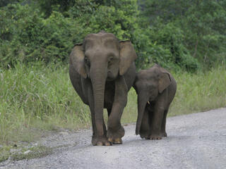 Two Bornean elephants, one adult and calf, walk together down a gravel road.