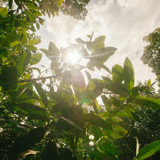 Leaves in sunshine