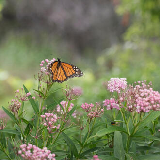 Milkweed and Monarch Butterfly