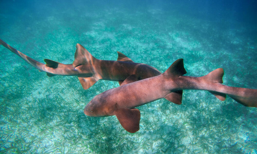 Qué pasó con los tiburones que aparecieron en la primera temporada