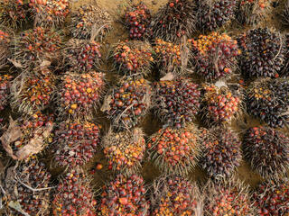Aerial view of harvested palm oil nuts