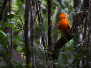 Guianan, Cock-of-the-Rock, the symbol of French Guiana, shot in the Nouragues Natural Reserve