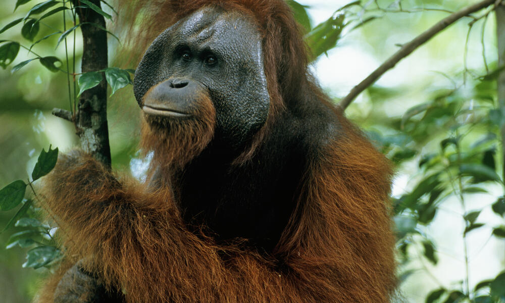 10 Species that Hug Trees | Stories | WWF