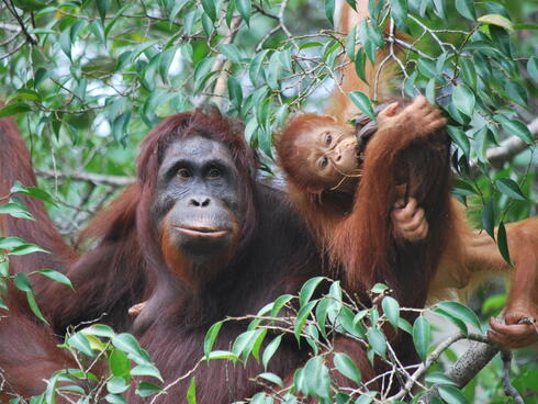 An orangutan in Borneo