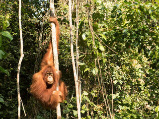 orangutan forest WW257336 Neil Ever Osborne