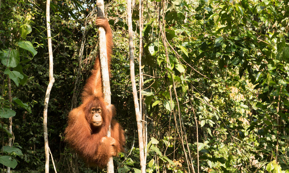 Cuatro tipos de bosques: conoce las diferencias | Historias | Descubre WWF
