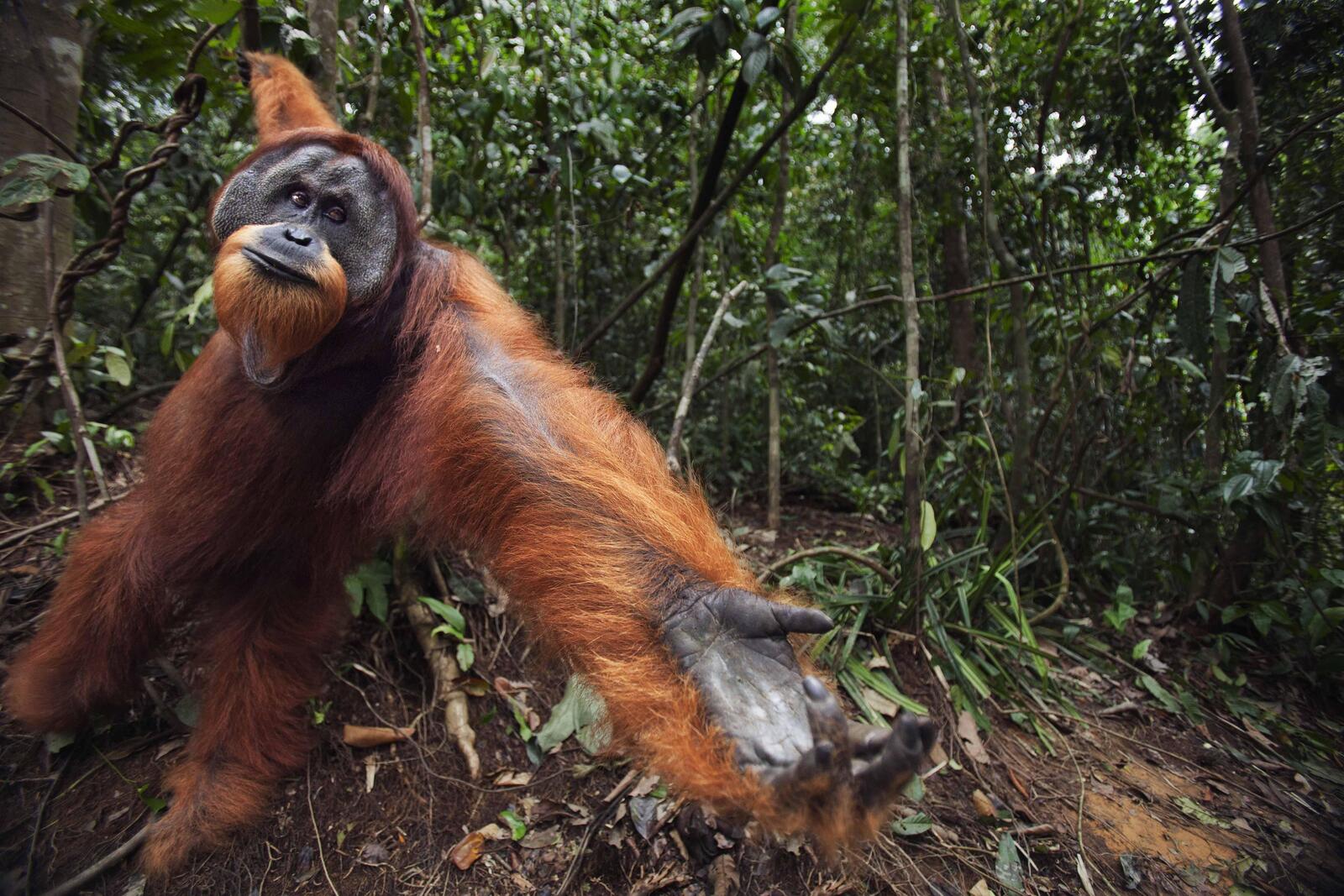 Orangutan swings from a vine and holds out palm 