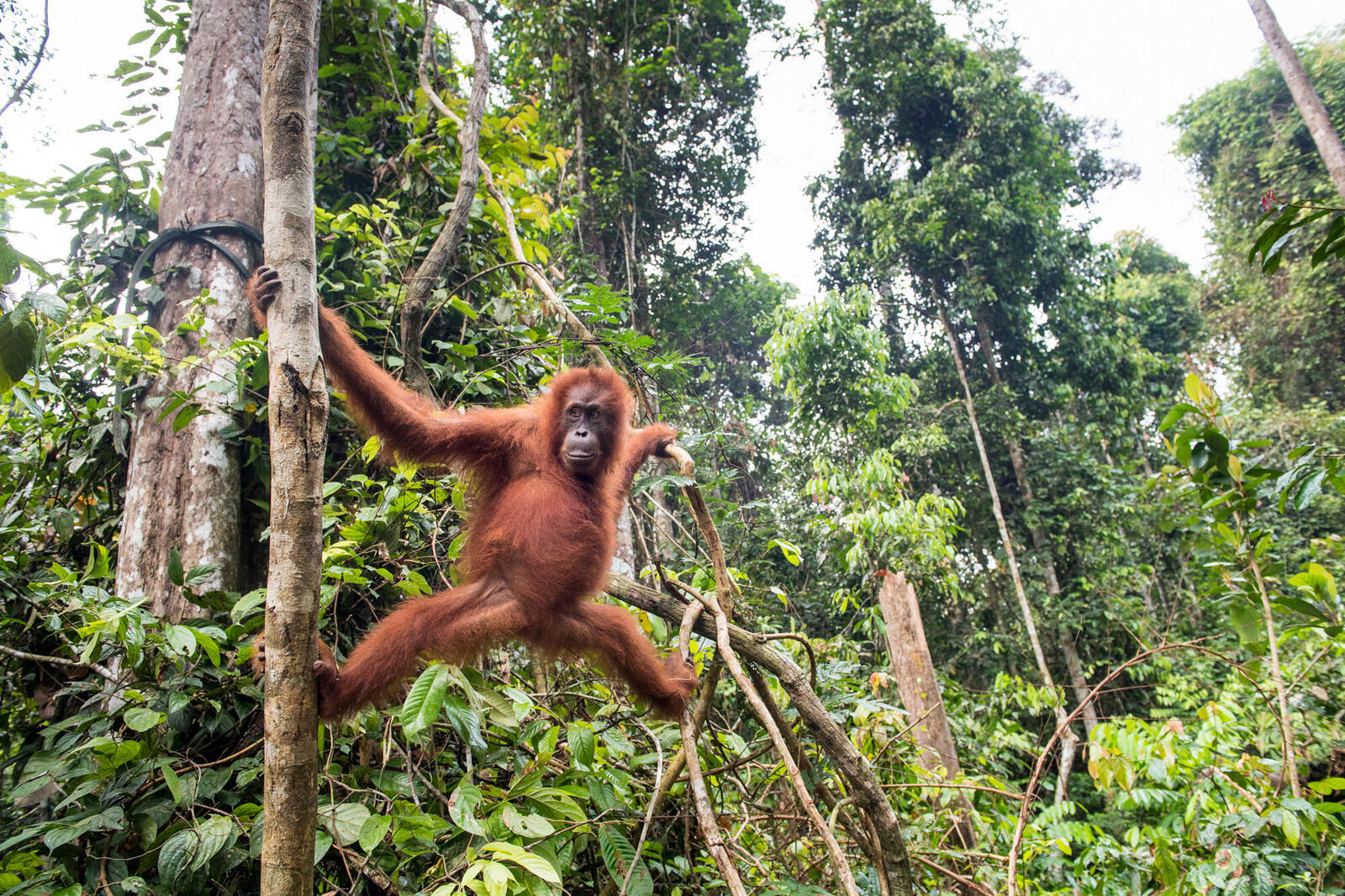 Looking out for orangutans in Sumatra | Magazine Articles | WWF