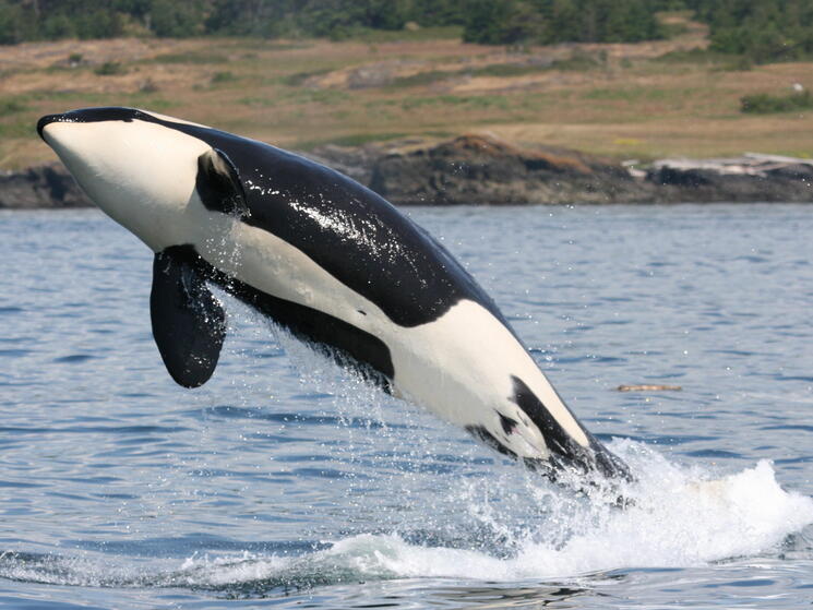 Orca
