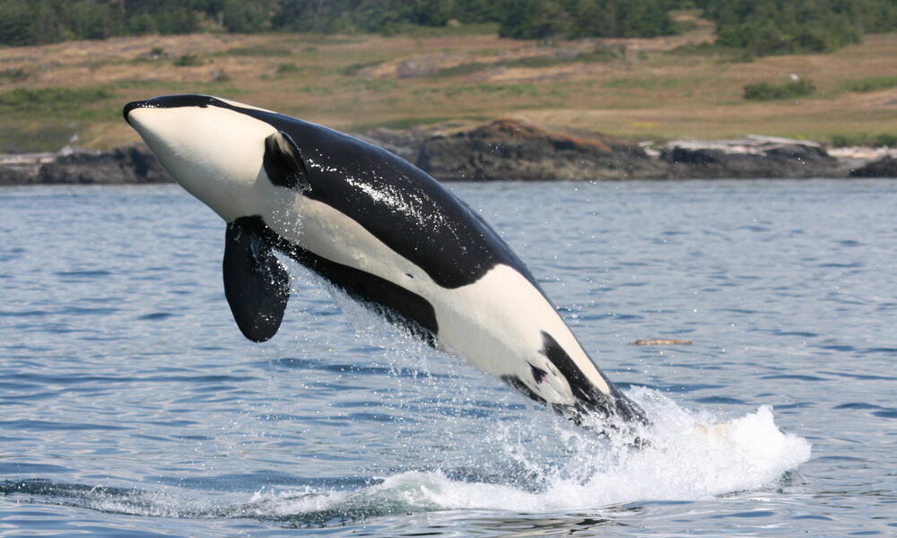Species Spotlight: Orca | Blog Posts | WWF
