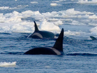 orcas in Arctic