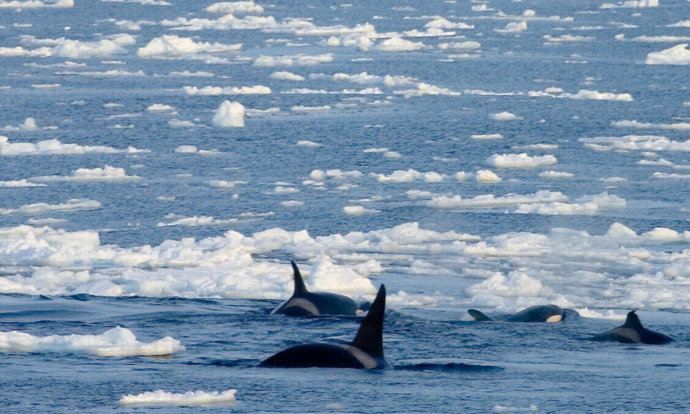 orcas in Arctic