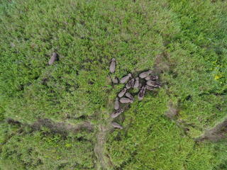 A group of wild Sumatran elephants are tracked via a drone in the area of community plantation Musarapakat village.
