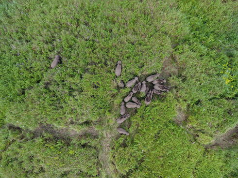 A group of wild Sumatran elephants are tracked via a drone in the area of community plantation Musarapakat village.