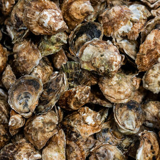 overhead view of cluster of oysters ready to be shipped