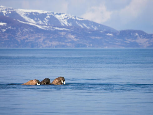 Pacific walrus in Bristol Bay.