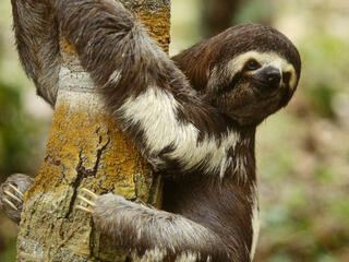 pale throated sloth 