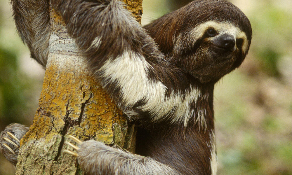 pale throated sloth 