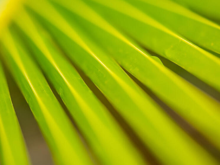 Close up of a palm leaf